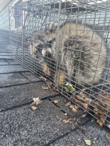 raccoon removal | Nassau County | Raccoon | Remove | Home | Attic | Humane | House | Animal | Long Island | New York | NY