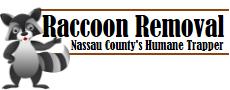 raccoon removal | Nassau County | Raccoon | Remove | Home | Attic | Humane | House | Animal | Long Island | New York | NY